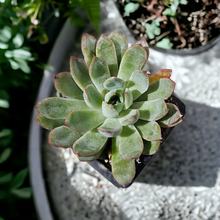 Load image into Gallery viewer, Succulent 3.5&quot;
