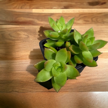 Load image into Gallery viewer, Succulent 3.5&quot;
