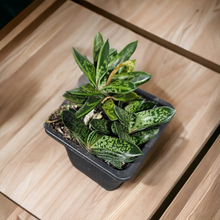 Load image into Gallery viewer, Succulent 3.5&quot;
