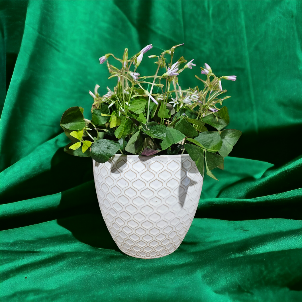 Shamrock - 6