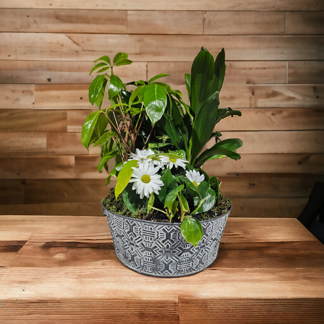 Dish Garden with Bloom