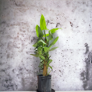 Philodendron - Silver - 8"