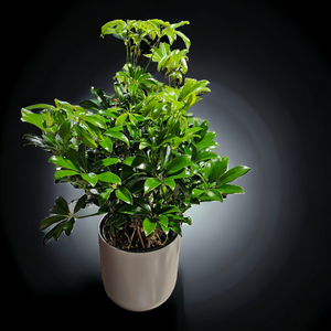 Schefflera - arboricola - 8"