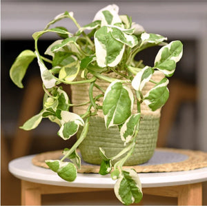 Pothos - Pearls and Jade - 4"