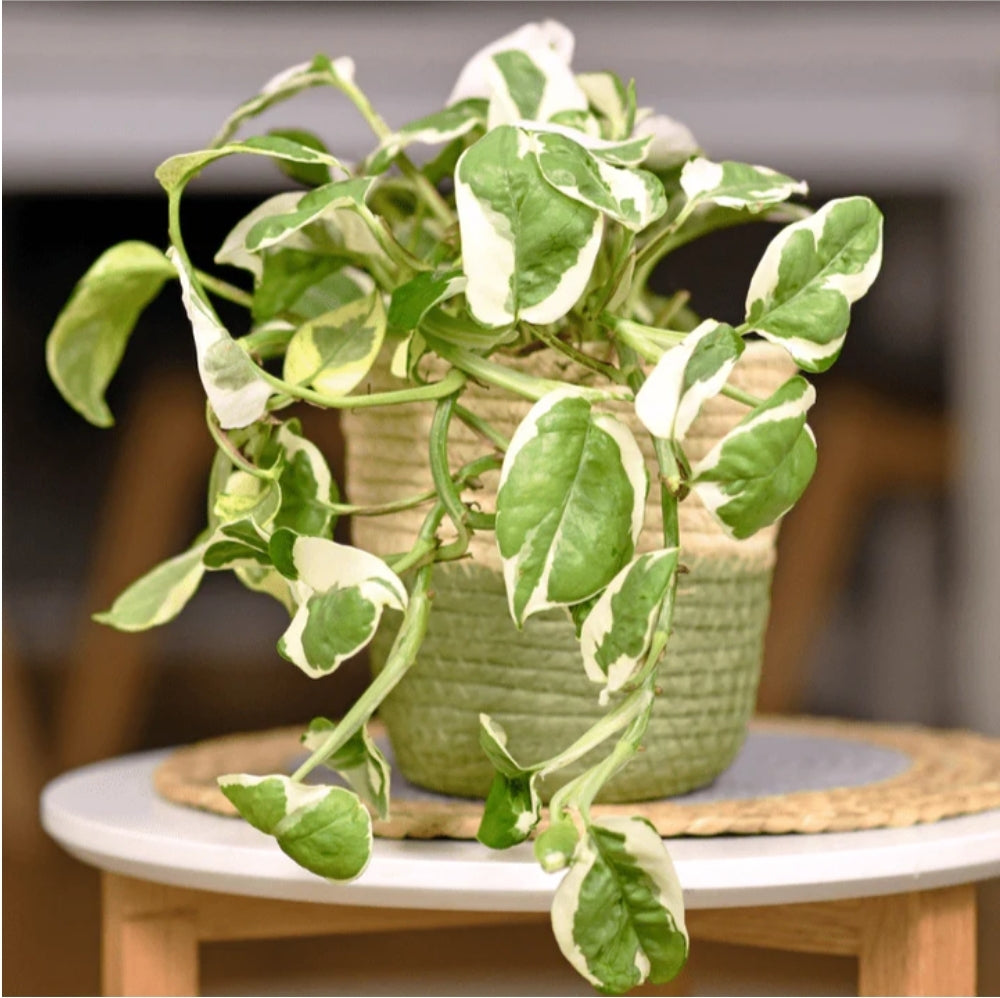 Pothos - Pearls and Jade - 4