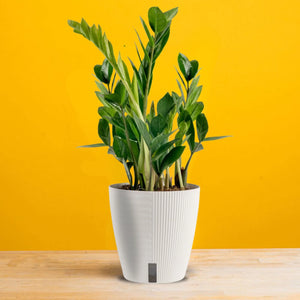 Zamiculcas Zamiifolia - "ZZ Plant" - 4.5"