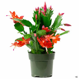4" Christmas Cactus