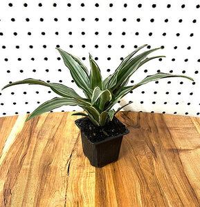 Dracaena - Warneckei Compacta - 3"