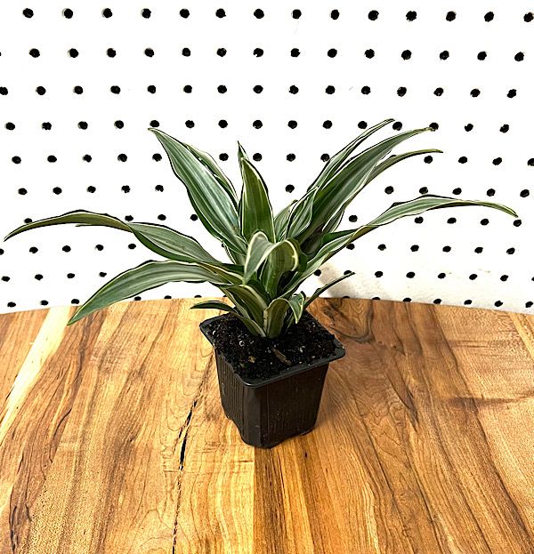 Dracaena - Warneckei Compacta - 3
