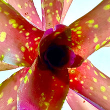 Load image into Gallery viewer, Neoregelia Red Goodies - Live Bare Root Plant: Mature
