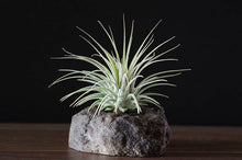 Load image into Gallery viewer, Tillandsia Ionantha  - Guatemala | Live Air Plant: Regular: 2 Inch
