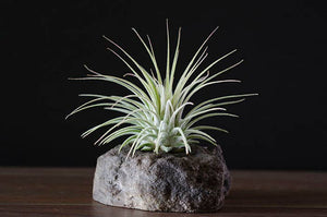 Tillandsia Ionantha  - Guatemala | Live Air Plant: Regular: 2 Inch