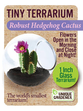 Load image into Gallery viewer, Tiny Terrarium Cactus
