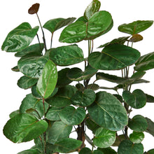 Load image into Gallery viewer, ARALIA FABIAN STUMP 6-inch
