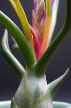 Load image into Gallery viewer, Tillandsia Bulbosa - Guatemala | Live Air Plant: Medium: 4-5 Inches

