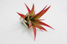 Load image into Gallery viewer, Red Airplant
