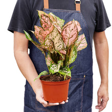 Load image into Gallery viewer, CH EVERGREEN LADY VALENTINE 6-inch

