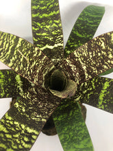Load image into Gallery viewer, Vriesea Fosteriana | Live Plant: 8-12 Inches (Wide or Tall)
