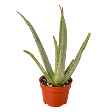Load image into Gallery viewer, ALOE VERA 4-inch

