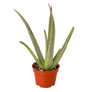 ALOE VERA 4-inch