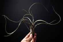 Load image into Gallery viewer, Tillandsia Pseudobaileyi - Striped Air plant: Medium 7-8&quot;
