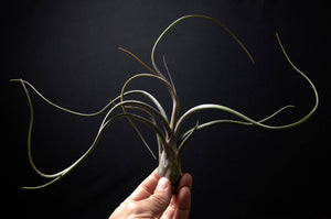 Tillandsia Pseudobaileyi - Striped Air plant: Medium 7-8"