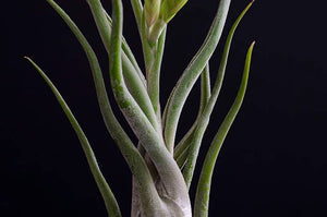Tillandsia Caput Medusae | Live Air Plant: Small