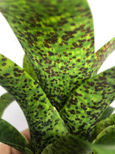Load image into Gallery viewer, Vriesea Fenestralis | Live Plant: 7-9 Inches (Wide or Tall)
