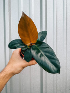 Philodendron - Black Cardinal 4"