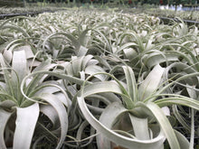 Load image into Gallery viewer, Tillandsia Xerographica - &quot;Queen of Air Plants&quot;  - Air Plant: Medium: 6 Inch
