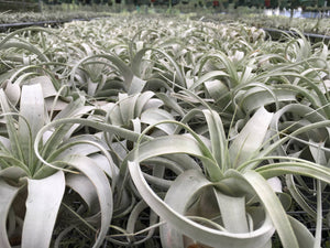 Tillandsia Xerographica - "Queen of Air Plants"  - Air Plant: Medium: 6 Inch