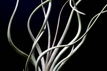Load image into Gallery viewer, Tillandsia Pseudobaileyi - Striped Air plant: Medium 7-8&quot;
