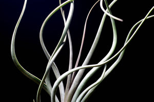 Tillandsia Pseudobaileyi - Striped Air plant: Medium 7-8"