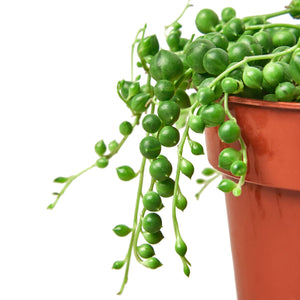 STRING OF PEARLS 4-inch