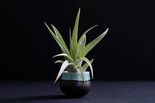 Load image into Gallery viewer, Tillandsia Peach Capitata - Live Air Plant: 2 Inch
