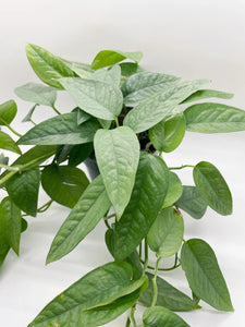 Pothos - Cebu Blue 4"
