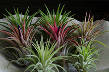 Load image into Gallery viewer, T. Ionantha Rubra Bulk (12+ Plants) | Live Air Plant : Regular
