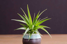 Load image into Gallery viewer, Tillandsia Brach Multiflora | Live Air Plant: Small
