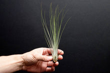 Load image into Gallery viewer, Tillandsia Juncifolia | Live Air Plant, Air Plants: Large 10+&quot;
