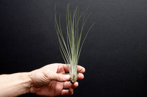 Tillandsia Juncifolia | Live Air Plant, Air Plants: Large 10+"