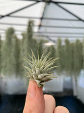 Load image into Gallery viewer, Tillandsia Ionantha Rubra | Live Air Plant, Air Plants: Regular
