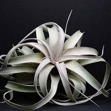 Load image into Gallery viewer, Tillandsia Xerographica - &quot;Queen of Air Plants&quot;  - Air Plant: Medium: 6 Inch
