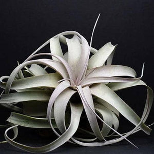 Tillandsia Xerographica - "Queen of Air Plants"  - Air Plant: Medium: 6 Inch