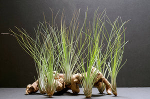 Tillandsia Juncifolia | Live Air Plant, Air Plants: Large 10+"