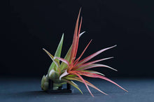 Load image into Gallery viewer, Tillandsia Brach Multiflora | Live Air Plant: Small
