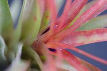 Load image into Gallery viewer, Tillandsia Brach Multiflora | Live Air Plant: Small
