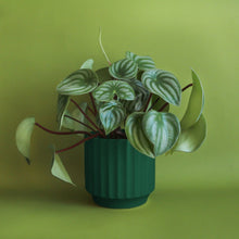 Load image into Gallery viewer, Monroe Planter - Rainforest: 4.5 inch
