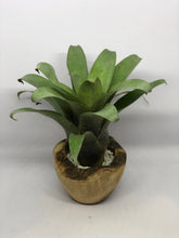 Load image into Gallery viewer, Vriesea Botafogensis | Live Plant: 4-6 Inches (Tall/Wide)
