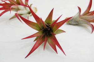 Red Airplant
