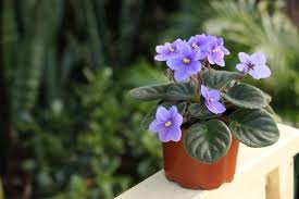 African Violet - 4" - asst. colors